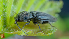 Cardiophorinae
