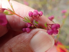 Erica multumbellifera