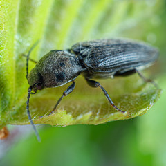 Cardiophorinae