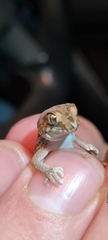 Pachydactylus mariquensis