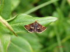 Pyrausta porphyralis