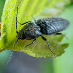 Cardiophorinae