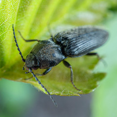 Cardiophorinae
