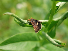 Pyrausta porphyralis