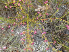 Erica multumbellifera