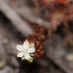 Drosera roseana