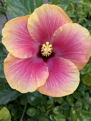 Hibiscus rosa-sinensis