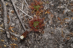 Drosera roseana