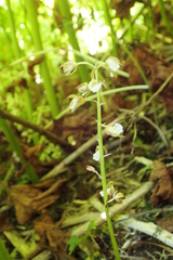 Oreorchis patens