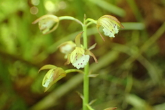Oreorchis patens