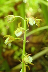 Oreorchis patens