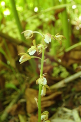 Oreorchis patens