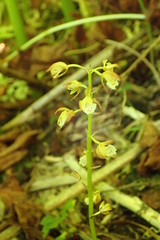 Oreorchis patens