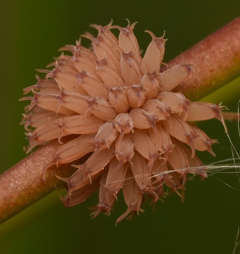 Dotted Paropsine Leaf Beetle