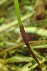 Oreorchis patens