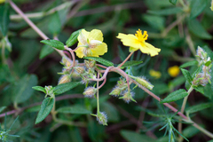 Helianthemum nummularium
