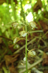 Oreorchis patens
