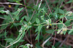 Helianthemum nummularium
