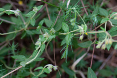 Helianthemum nummularium
