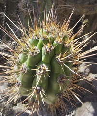 Corryocactus brevistylus