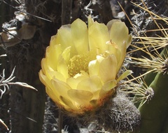 Corryocactus brevistylus