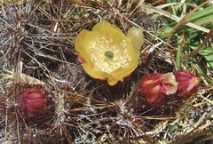 Airampoa ayrampo