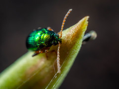 Crepidodera fulvicornis