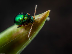 Crepidodera fulvicornis