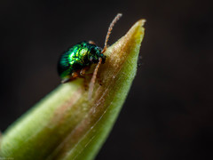 Crepidodera fulvicornis