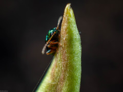 Crepidodera fulvicornis