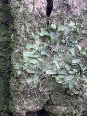 Pallavicinia