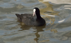 Fulica atra