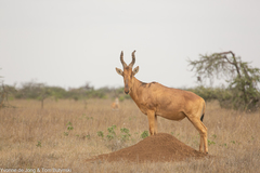 Alcelaphus buselaphus
