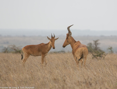 Alcelaphus buselaphus