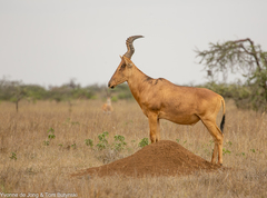 Alcelaphus buselaphus