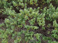 Veronica topiaria