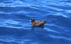 Procellaria parkinsoni