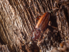 Bothrideres bipunctatus