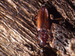 Bothrideres bipunctatus