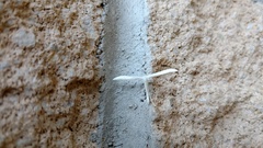 Hellinsia homodactylus