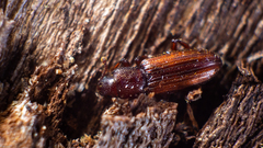 Bothrideres bipunctatus