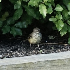 Sericornis maculatus