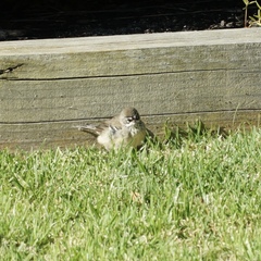 Sericornis maculatus