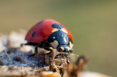 Coccinella septempunctata