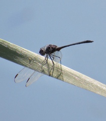 Dythemis nigrescens