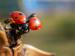 Coccinella septempunctata