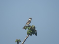 Lanius bucephalus