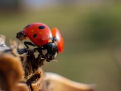 Coccinella septempunctata