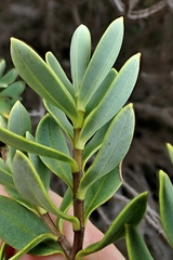 Veronica topiaria