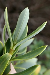Veronica topiaria